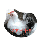 チャボと仲間（個別スタンプ：6）