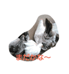 チャボと仲間（個別スタンプ：7）