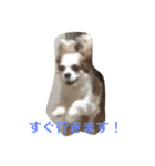 ワンコで日常（個別スタンプ：1）