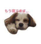 ワンコで日常（個別スタンプ：2）