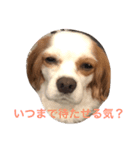 ワンコで日常（個別スタンプ：3）