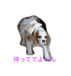 ワンコで日常（個別スタンプ：4）