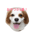 ワンコで日常（個別スタンプ：5）
