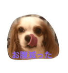 ワンコで日常（個別スタンプ：6）