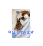 ワンコで日常（個別スタンプ：7）