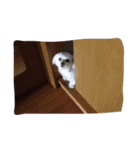 マルチーズのまろん（個別スタンプ：15）