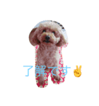 ぽんずのひとり言（個別スタンプ：3）