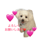 キャバリアのさく君とトイプードルのまる君（個別スタンプ：1）