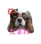 キャバリアのさく君とトイプードルのまる君（個別スタンプ：3）
