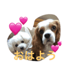 キャバリアのさく君とトイプードルのまる君（個別スタンプ：6）
