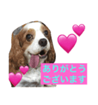 キャバリアのさく君とトイプードルのまる君（個別スタンプ：7）