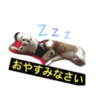 キャバリアのさく君とトイプードルのまる君（個別スタンプ：8）