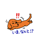 かわいいミニチュアダックスフンド チョコ（個別スタンプ：13）