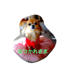 ランの日常（個別スタンプ：5）
