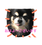ましゅひめの日常 チワワ（個別スタンプ：1）