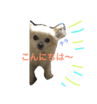 ましゅひめの日常 チワワ（個別スタンプ：2）