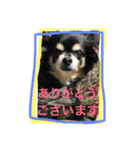 ましゅひめの日常 チワワ（個別スタンプ：8）