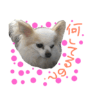 ましゅひめの日常 チワワ（個別スタンプ：11）