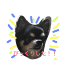 ましゅひめの日常 チワワ（個別スタンプ：14）