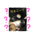ましゅひめの日常 チワワ（個別スタンプ：15）