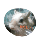 それいけ！ネズミーズ2（個別スタンプ：8）