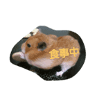 それいけ！ネズミーズ（個別スタンプ：7）