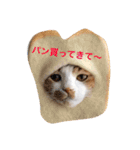 いちご嬢＆タルト氏 2話目（個別スタンプ：1）