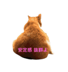 いちご嬢＆タルト氏 2話目（個別スタンプ：22）
