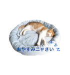 いちご嬢＆タルト氏 2話目（個別スタンプ：32）