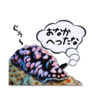 日常で使えるウミウシさんスタンプ（個別スタンプ：16）