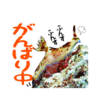 日常で使えるウミウシさんスタンプ（個別スタンプ：23）