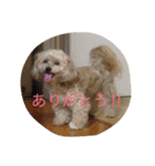 ルビーのまいにち（個別スタンプ：2）