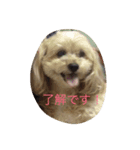 ルビーのまいにち（個別スタンプ：3）