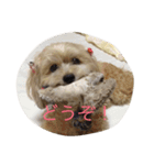 ルビーのまいにち（個別スタンプ：4）