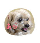 ルビーのまいにち（個別スタンプ：7）