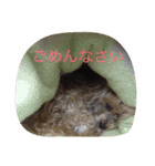 ルビーのまいにち（個別スタンプ：12）