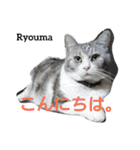 猫三兄弟と犬の家族（個別スタンプ：1）