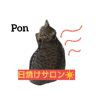 猫三兄弟と犬の家族（個別スタンプ：2）