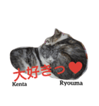 猫三兄弟と犬の家族（個別スタンプ：6）