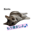猫三兄弟と犬の家族（個別スタンプ：7）