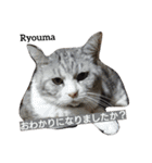猫三兄弟と犬の家族（個別スタンプ：8）