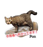 猫三兄弟と犬の家族（個別スタンプ：9）