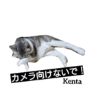 猫三兄弟と犬の家族（個別スタンプ：10）