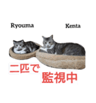 猫三兄弟と犬の家族（個別スタンプ：11）