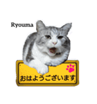 猫三兄弟と犬の家族（個別スタンプ：12）