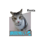 猫三兄弟と犬の家族（個別スタンプ：13）