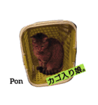 猫三兄弟と犬の家族（個別スタンプ：14）
