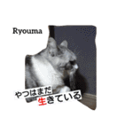 猫三兄弟と犬の家族（個別スタンプ：15）