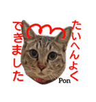猫三兄弟と犬の家族（個別スタンプ：17）