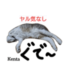 猫三兄弟と犬の家族（個別スタンプ：18）